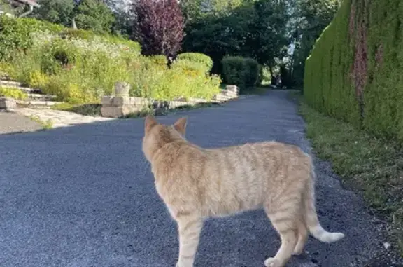Chat trouvé à Valdahon, cherche propriétaire - photo