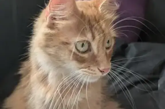 Animaux trouvés Bourg-lès-Valence, photo: Jeune chatte orange câline trouvée à Bourg