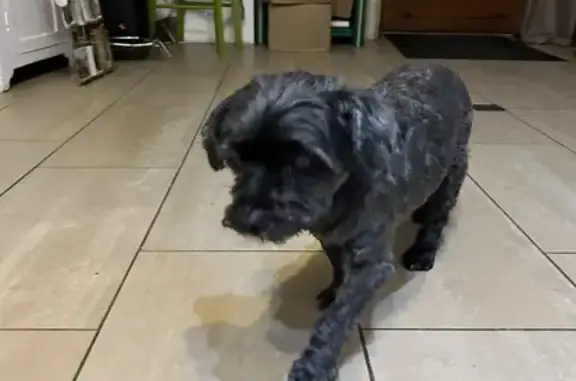 Chien trouvé à Issigeac, Place Bari Baillou - photo