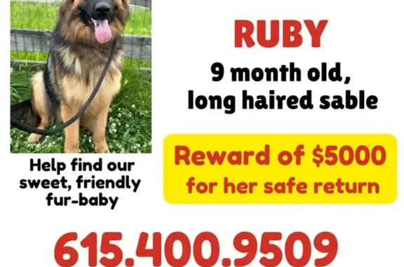 Lost Dog: Ruby, Sable, $5000 Reward, Cadiz