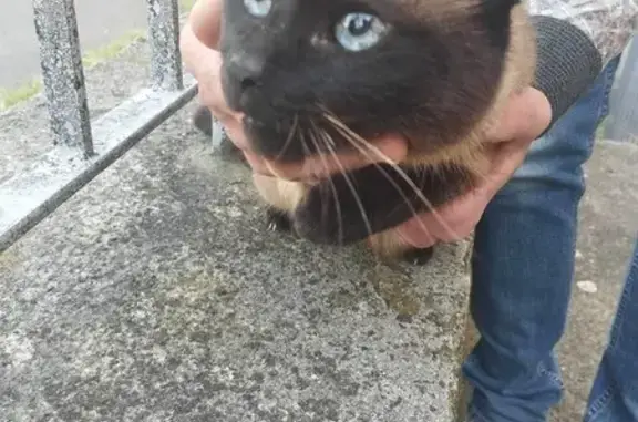 Chat Siamois trouvé à Dunkerque, Avenue Libération - photo