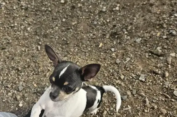 Chien perdu Aigueperse, photo : Chiwawa femelle 5 mois disparue à Chambaron