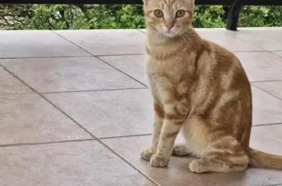 Chat trouvé Draguignan, photo: Chat roux perdu à Draguignan