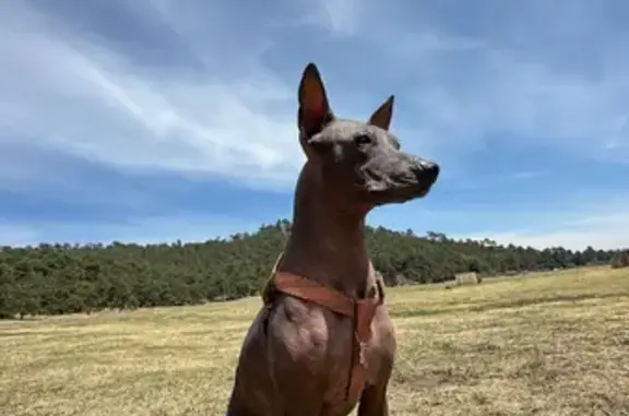 Perro Perdido: Maya, Negra con Cadena de Metal