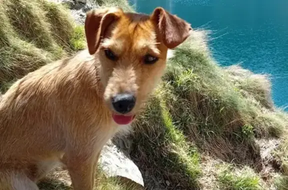 Animaux perdus , photo: Chienne sable 1an perdue à Saint-Ferréol