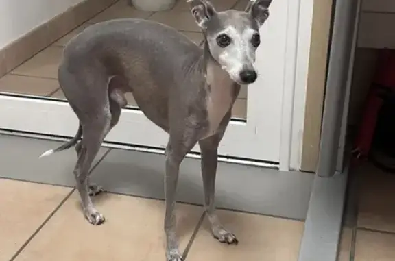 Animaux trouvés , photo: Chiot lévrier gris trouvé à Ramatuelle