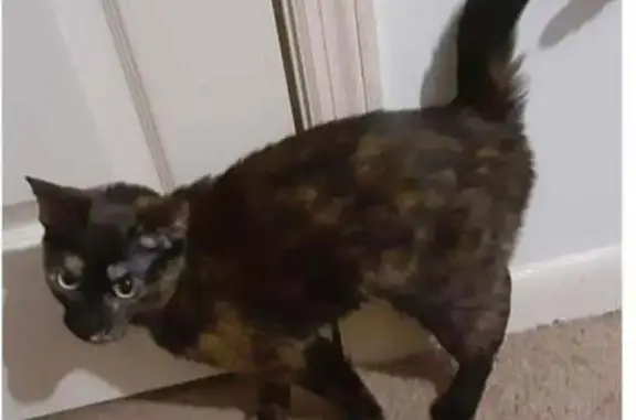 Lost Tortoiseshell Cat - Rifle Range Rd, 2815