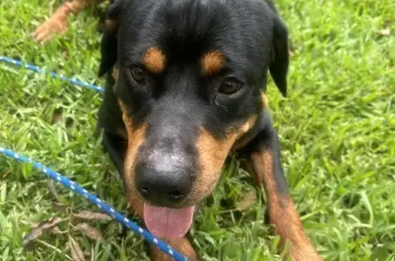 Found Sweet Male Rottweiler on Howald St, La Porte