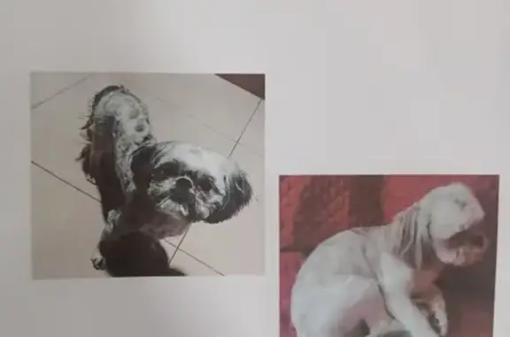 Perro Shitzu Gris Perdido en Guadalajara