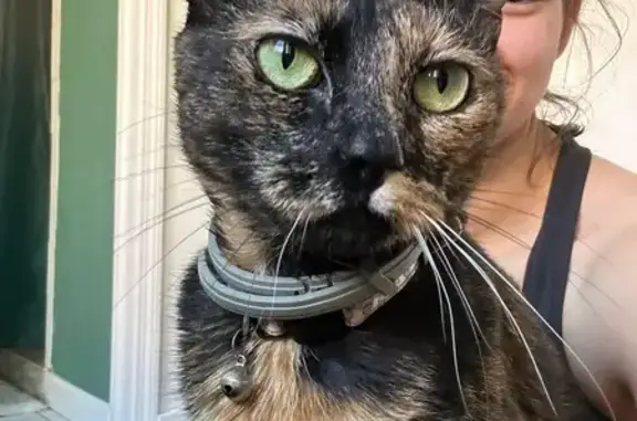 Lost Tortoise Shell Calico on East Duffy St