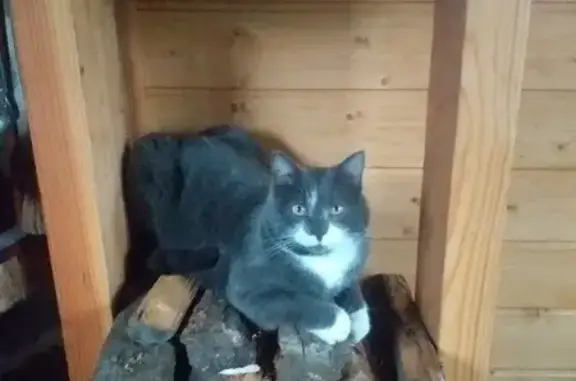 Chat perdu, , photo: Chat gris avec pattes blanches disparu