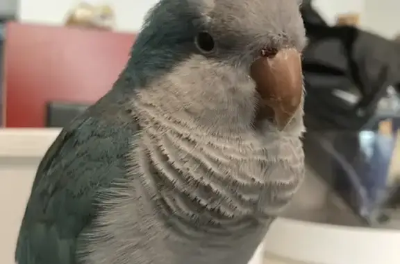 Lost Pastel Blue Quaker Parrot Found in Sydney