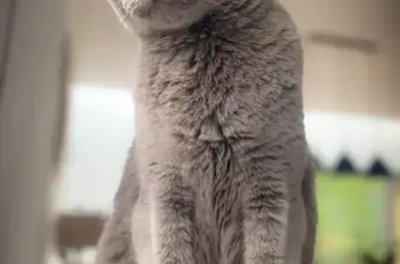 ¡Ayuda! Gato Gris Ojos Verdes Perdido en Viladecavalls