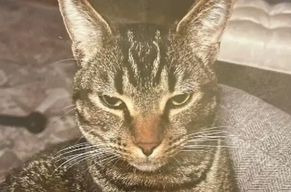Lost Cat Milo in Tigard - Reward Offered