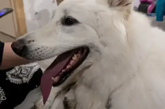 Berger blanc suisse femelle trouvé à Drefféac - photo