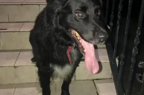 Chien trouvé Rue du 8 mai à Villemandeur - photo