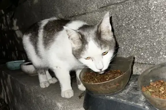 Chat trouvé sur parking résidence, Gignac - photo