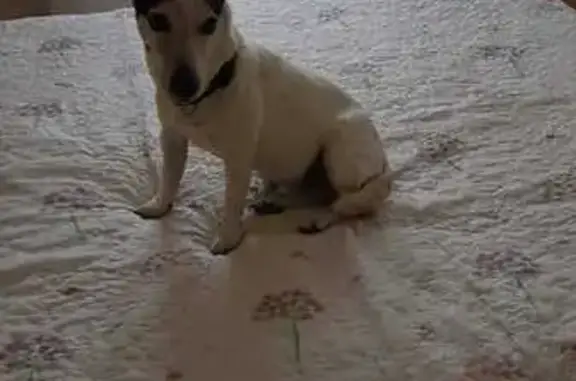 Jack Russel trouvé à Béziers, feu d'artifice - photo