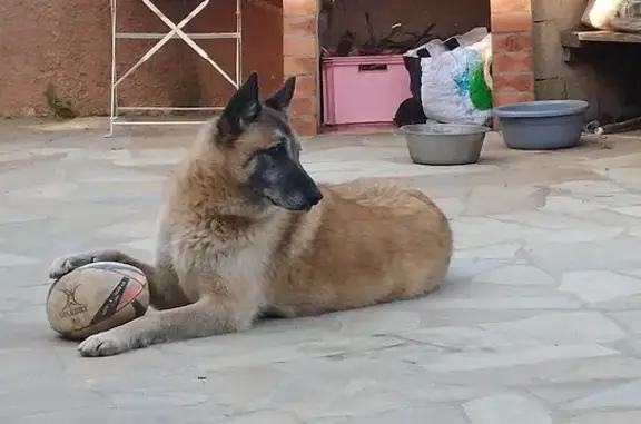 Chien perdu Chaponost, photo : Gros Malinois mâle perdu à Chaponost