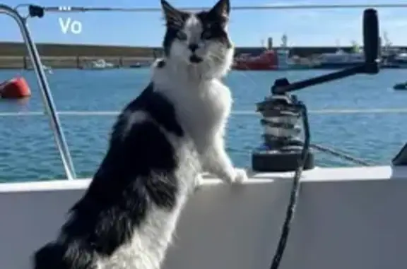Animaux perdus , photo: Petite chatte noire et blanche perdue à Quiberon