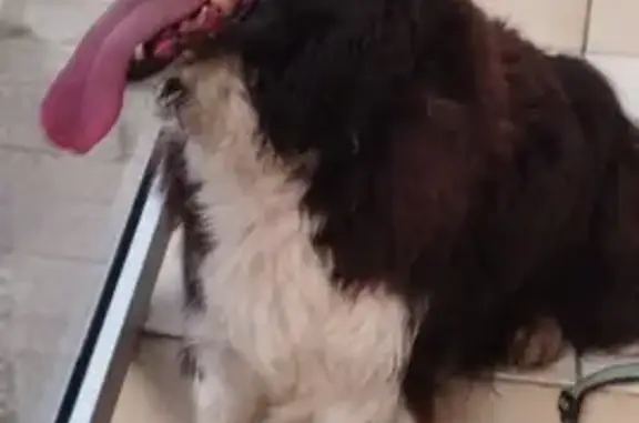 Chien abandonné trouvé Rue Pasteur ce matin - photo