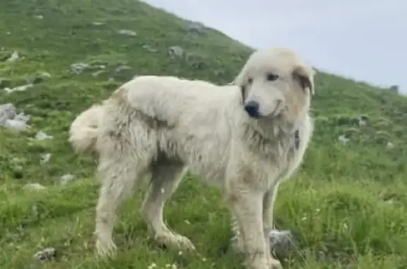 Chien perdu , photo : Chienne Montagne des Pyrénées perdue à La Veillonnière