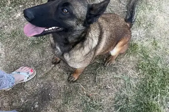 Berger malinois femelle trouvée à Comps-sur-Artuby - photo