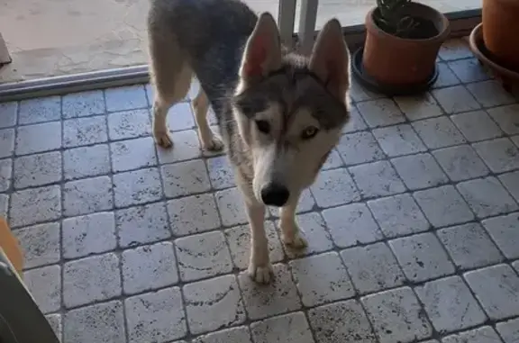Chien trouvé Cailloux-sur-Fontaines, photo: Husky mâle errant Chemin des Diligences