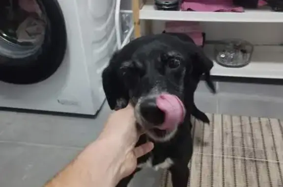 Chien trouvé , photo: Chienne noire et blanche trouvée à Cugny