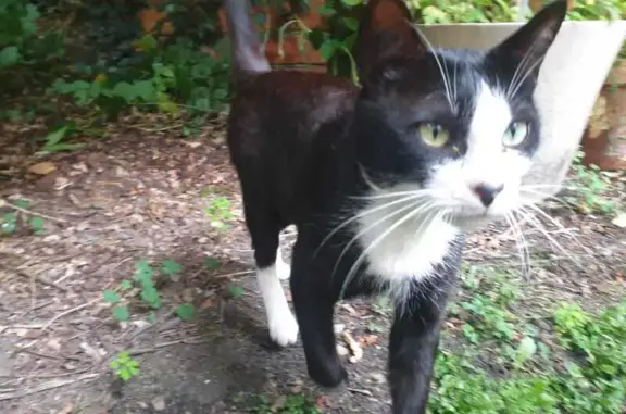 Chat perdu, Bordeaux, photo: Chat perdu : Calinou, Bordeaux Cours Somme