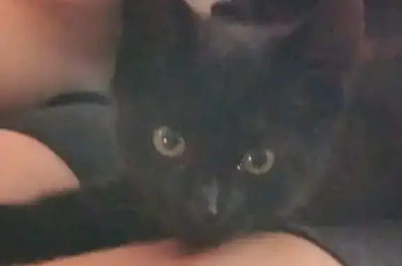 Chaton noir trouvé près arrêt de bus Carnot - photo
