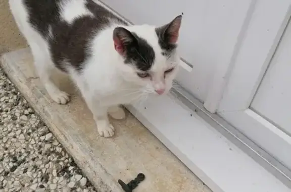 Chatte gris/blanc trouvée Rue du Lézard Vert - photo