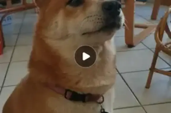 Chien perdu Annonay, photo : Chien perdu: Shiba Inu 9 ans, collier rose