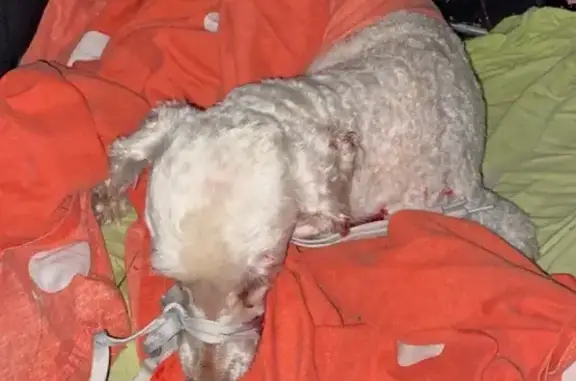 Animaux trouvés Avallon, photo: Caniche blanc blessé trouvé à Avallon