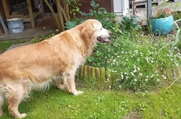 Chien trouvé Apremont, photo: Chienne Golden âgée trouvée à Apremont