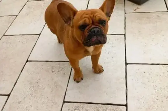 Animaux trouvés Aubigné-Racan, photo: Bouledogue femelle trouvée à Hlm Racan
