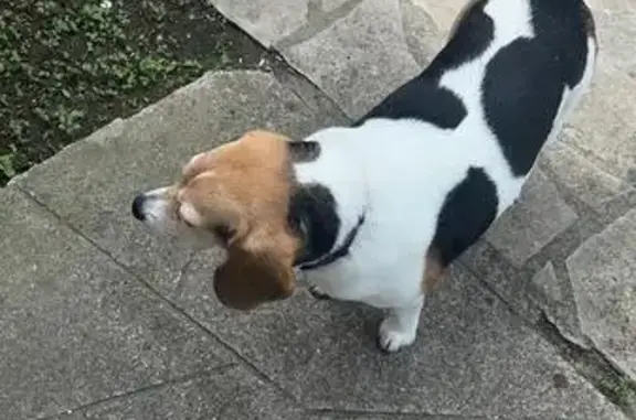 Chien perdu Méry-sur-Oise, photo : Beagle tricolore 5 ans perdu Rue des Côtes