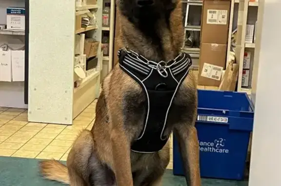 Animaux perdus , photo: Malinois fauve/noir perdu, Préveranges