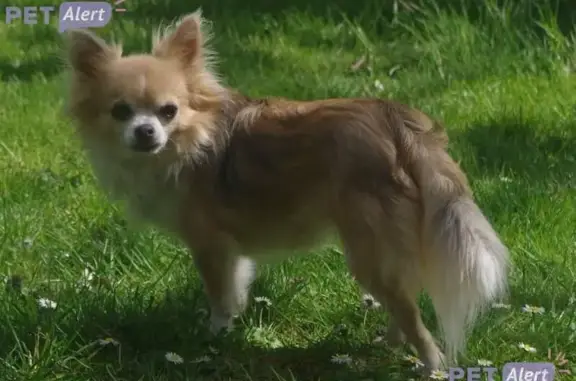 Animaux perdus Castelsarrasin, photo: Chihuahua crème disparu à Castelsarrasin