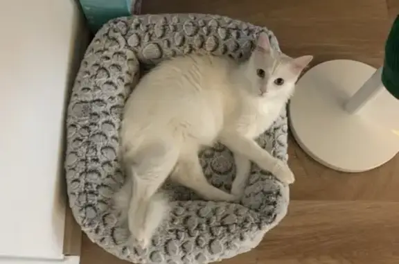 Chat perdu, Vaulx-en-Velin, photo: Chat blanc perdu, yeux jaunes, Rue République