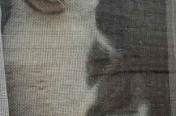 Animaux perdus , photo: Chat tigré disparu à Coussay-les-Bois