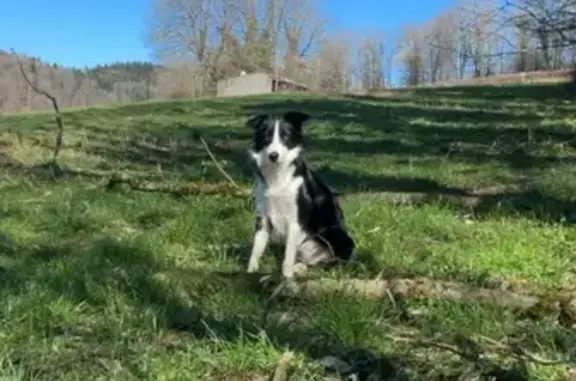 Animaux perdus Bourg-en-Bresse, photo: Border collie perdue à Bourg-en-Bresse