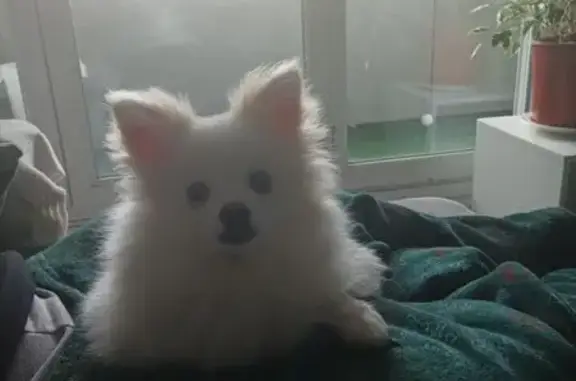 Chien perdu Morancez, photo : Chien disparu à Morancez après feu d'artifice