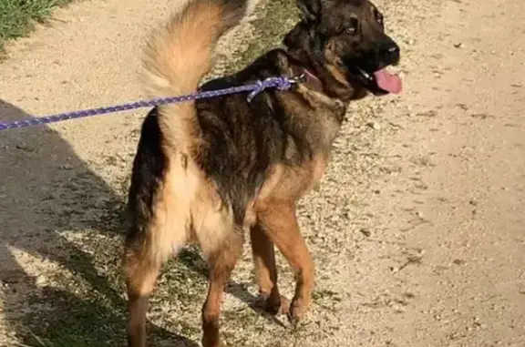 Chien perdu , photo : Chien croisé malinois perdu à Graves-Saint-Amant