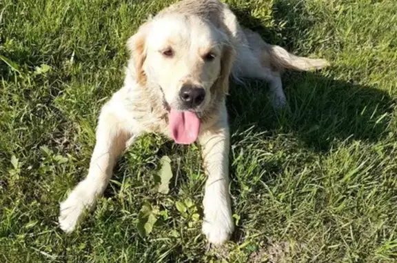 Chien trouvé , photo: Chienne trouvée, collier rose, Route du Stade