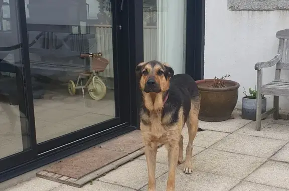 Chien trouvé Saint-Pol-de-Léon, photo: Chien trouvé à St Pol de Léon, rue Santec