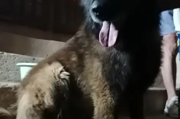 Animaux trouvés , photo: Chien Malinois mâle trouvé à Valréas