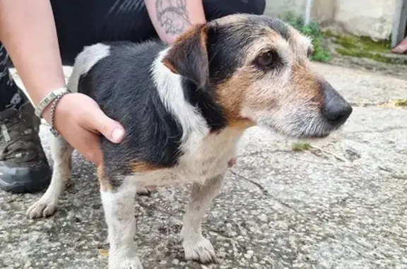 Chien mâle Jack marron/blanc trouvé Claix - photo