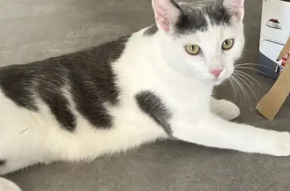 Animaux perdus , photo: Chat blanc et gris perdu à Crozet