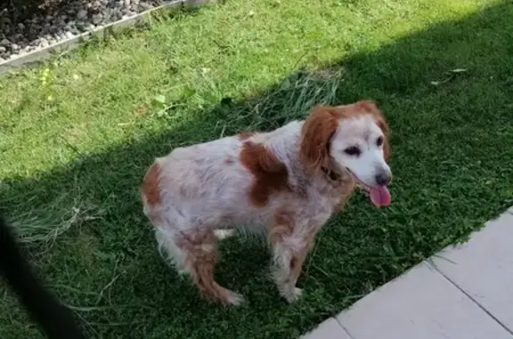 Chienne Épagneul trouvée Rue Bel Solelh - photo